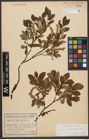 Foto von Salix waldsteiniana Willd.